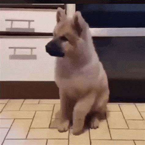 shaking dog gif|Shaking dog GIF on GIFER